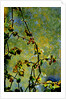 Nature by Anonymous