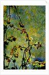 Nature by Anonymous