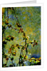 Nature by Anonymous