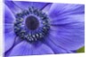 Violet Anemone Flowers Longwood Garden Spring by Anonymous