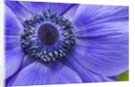 Violet Anemone Flowers Longwood Garden Spring by Anonymous