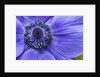 Violet Anemone Flowers Longwood Garden Spring by Anonymous