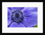 Violet Anemone Flowers Longwood Garden Spring by Anonymous