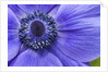 Violet Anemone Flowers Longwood Garden Spring by Anonymous