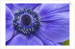 Violet Anemone Flowers Longwood Garden Spring by Anonymous