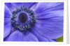 Violet Anemone Flowers Longwood Garden Spring by Anonymous