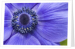 Violet Anemone Flowers Longwood Garden Spring by Anonymous