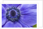 Violet Anemone Flowers Longwood Garden Spring by Anonymous