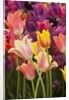 Tulip flowers in red and yellow by Anonymous