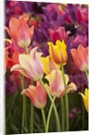Tulip flowers in red and yellow by Anonymous