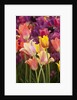 Tulip flowers in red and yellow by Anonymous