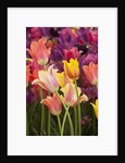 Tulip flowers in red and yellow by Anonymous