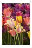 Tulip flowers in red and yellow by Anonymous