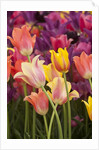 Tulip flowers in red and yellow by Anonymous