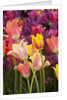 Tulip flowers in red and yellow by Anonymous