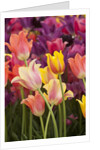 Tulip flowers in red and yellow by Anonymous