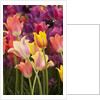 Tulip flowers in red and yellow by Anonymous