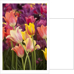 Tulip flowers in red and yellow by Anonymous