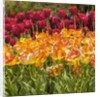 Tulip Beds at Longwood Garden Spring by Anonymous