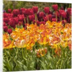 Tulip Beds at Longwood Garden Spring by Anonymous