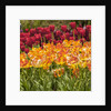 Tulip Beds at Longwood Garden Spring by Anonymous