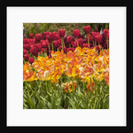 Tulip Beds at Longwood Garden Spring by Anonymous