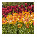 Tulip Beds at Longwood Garden Spring by Anonymous