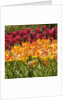 Tulip Beds at Longwood Garden Spring by Anonymous