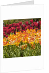 Tulip Beds at Longwood Garden Spring by Anonymous