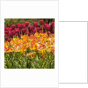 Tulip Beds at Longwood Garden Spring by Anonymous