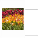 Tulip Beds at Longwood Garden Spring by Anonymous