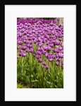 Bed of Purple Tulip flowers by Anonymous