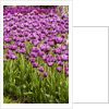 Bed of Purple Tulip flowers by Anonymous