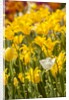 Yellow hybrid Tulips by Anonymous