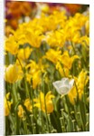 Yellow hybrid Tulips by Anonymous