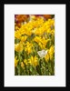 Yellow hybrid Tulips by Anonymous