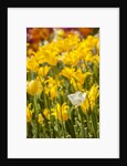 Yellow hybrid Tulips by Anonymous