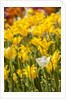Yellow hybrid Tulips by Anonymous