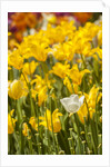 Yellow hybrid Tulips by Anonymous