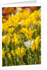 Yellow hybrid Tulips by Anonymous