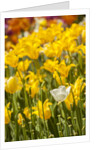 Yellow hybrid Tulips by Anonymous