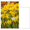 Yellow hybrid Tulips by Anonymous