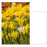 Yellow hybrid Tulips by Anonymous