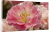Pink Hybrid Tulip by Anonymous
