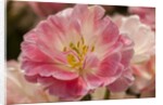 Pink Hybrid Tulip by Anonymous