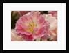 Pink Hybrid Tulip by Anonymous
