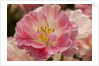 Pink Hybrid Tulip by Anonymous