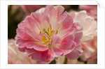Pink Hybrid Tulip by Anonymous