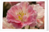 Pink Hybrid Tulip by Anonymous