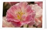Pink Hybrid Tulip by Anonymous
